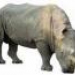 Аватар пользователя Rhino